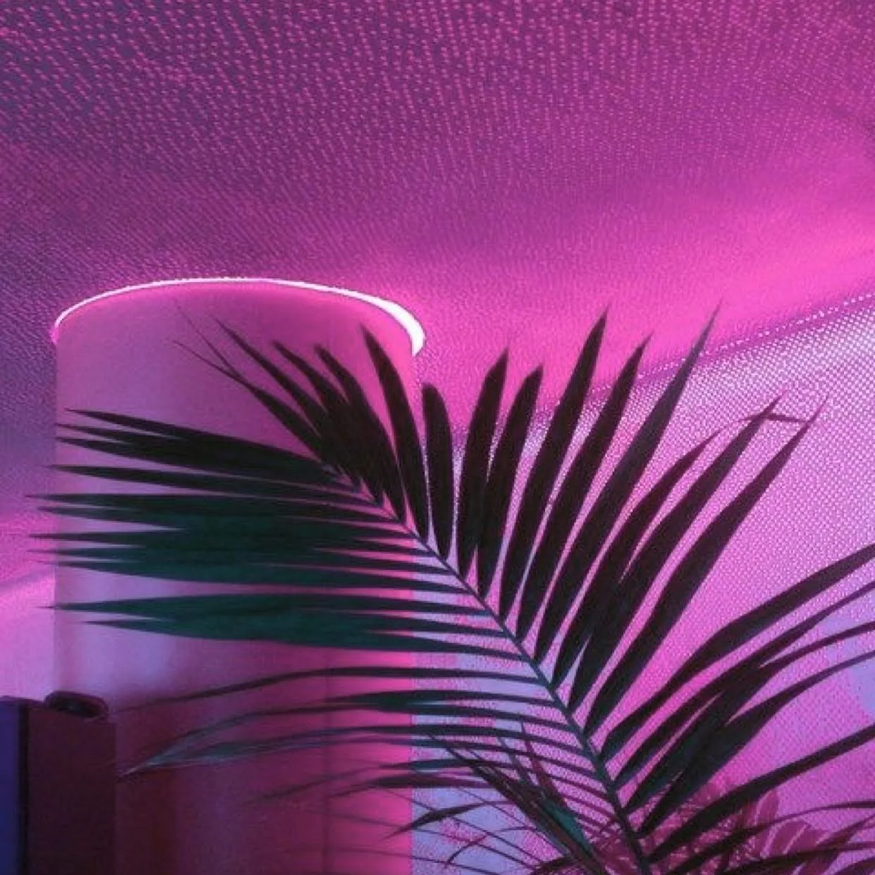 Pink neon-lit palm-frond shadow — studio mood