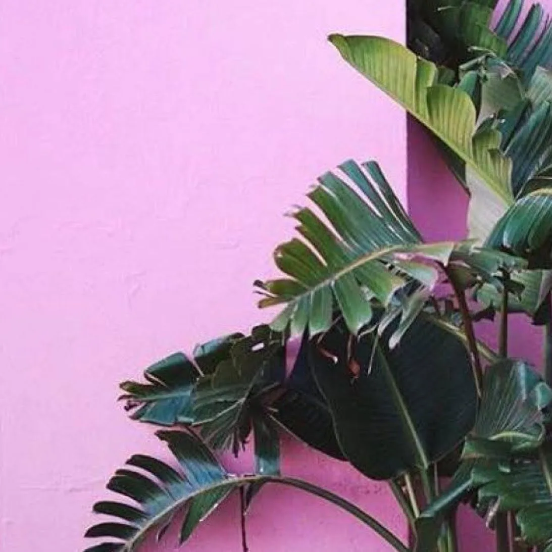 Tropical banana leaves against a pink wall — decorative mood