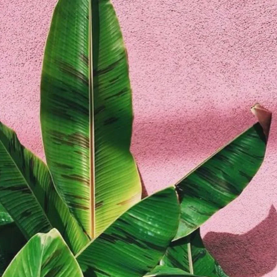 Single banana leaf against a pink wall — decorative mood